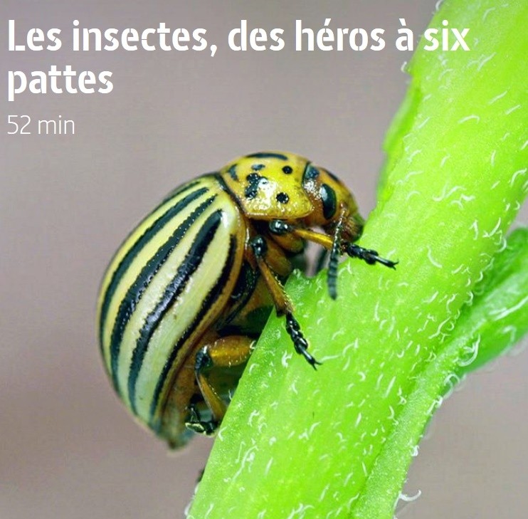 Les insectes des héros à six pattes