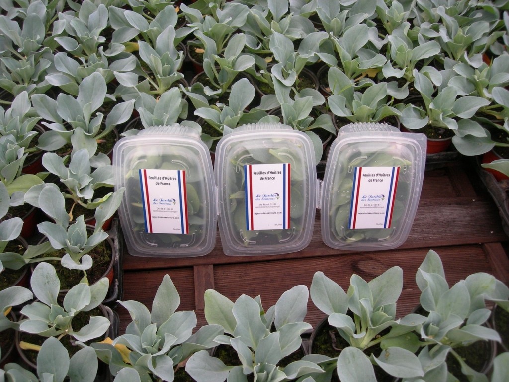 L'Huître Végétale (mertensia maritima) la reine du Jardin des Senteurs. 