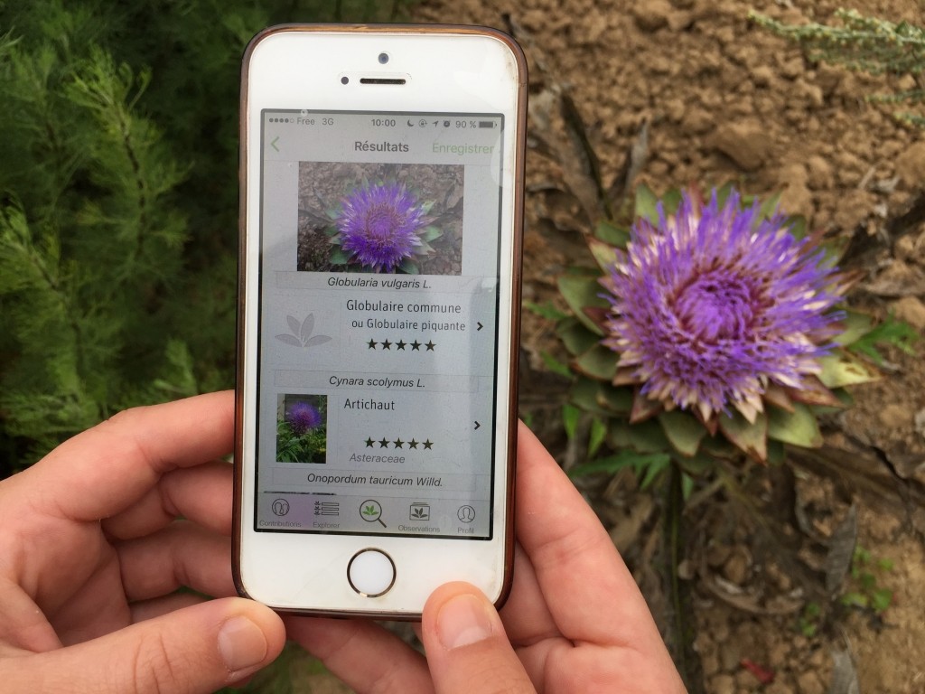 PlantNet vous aide à identifier les plantes sur votre smatphone