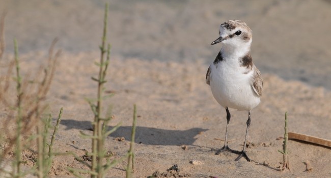 L'été à vol d'oiseau avec la LPO