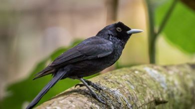 Une espèce d'oiseau sur huit est menacée d'extinction dans le monde