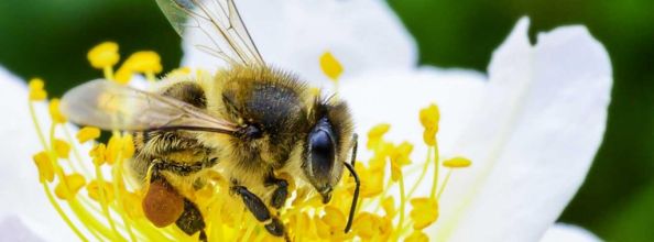 Journée mondiale des abeilles le 20 mai 