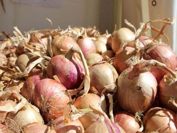 La Fête de l'Oignon de Roscoff