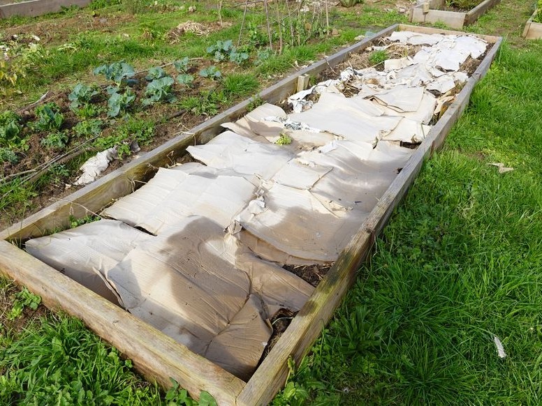 Carton au jardin : comment utiliser cet accessoire astucieux, écologique et gratuit ?