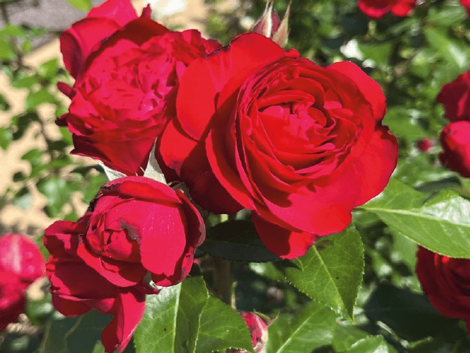 Une rose pour la SNHF