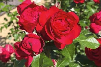 Une rose pour la SNHF