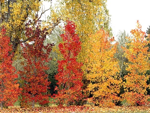 Encore quelques jours pour découvrir le Festival International des Jardins 2025