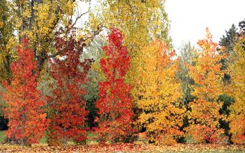 Encore quelques jours pour découvrir le Festival International des Jardins 2025