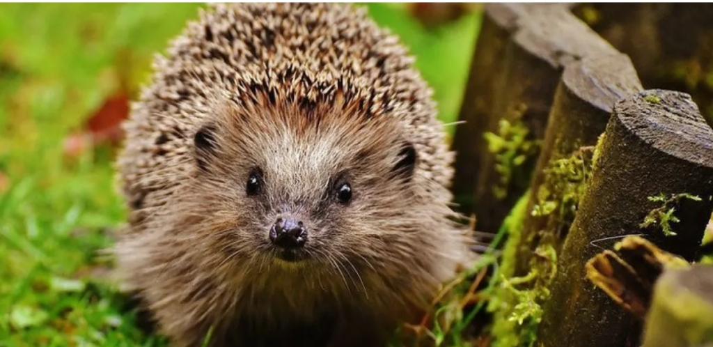 Le hérisson marche jusqu'à trois kilomètres par nuit