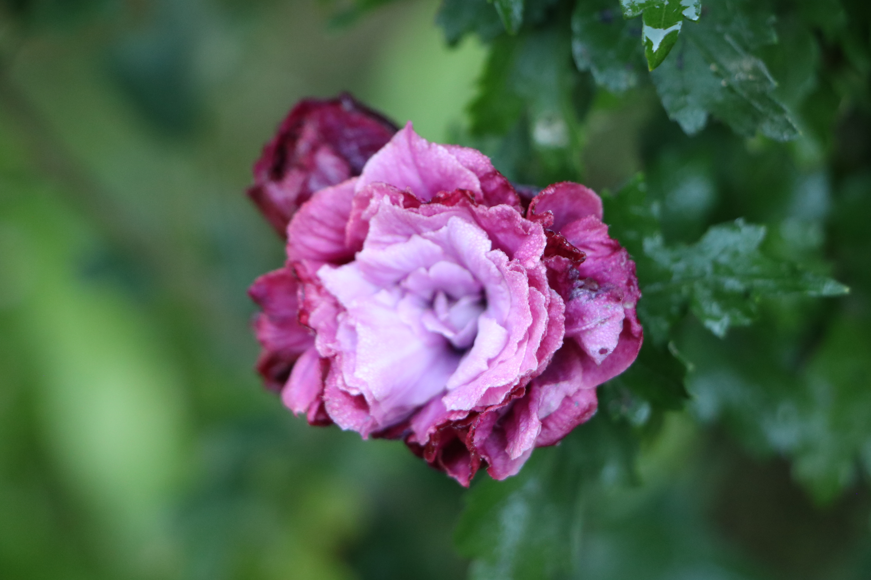 Focus sur l'hibiscus