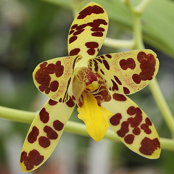 Découverte des orchidées tropicales
