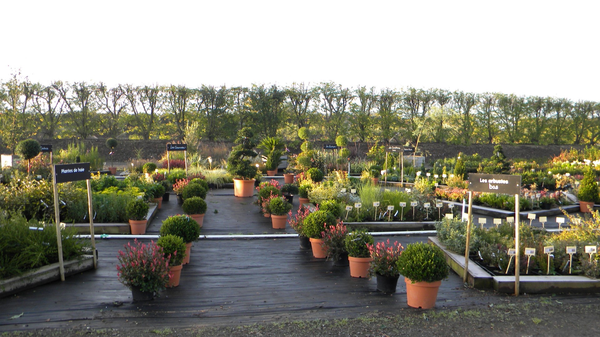 Végétaux pour aménagements extérieurs (jardins, bacs en terrasse, ...)