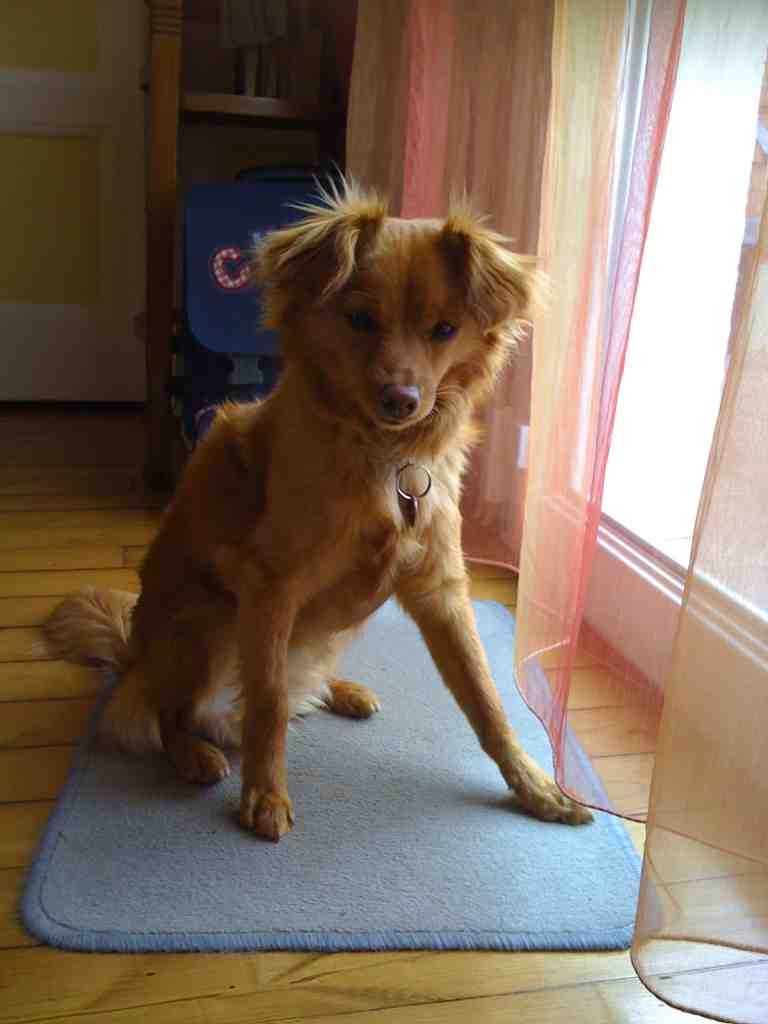 Dolby : Le seul chien qui aboie en Stéréo Suround