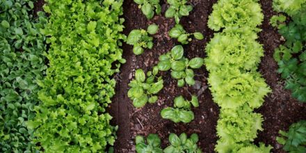 Optez pour la rotation des cultures, pour ménager le sol du potager.
