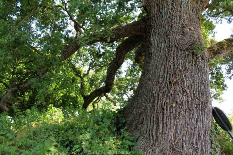 L'arbre du Mois est le Chêne