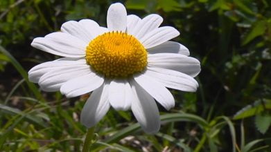 La fleur du Mois est la Paquerette