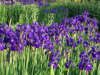 Juillet au jardin d'ornement