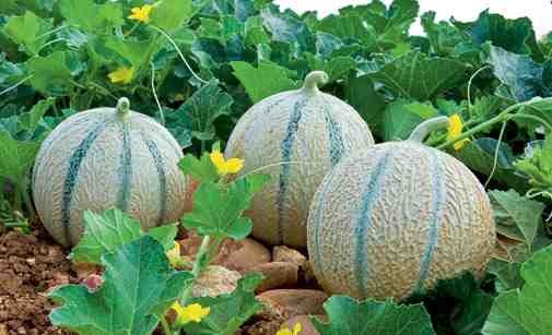 Au potager en Juillet