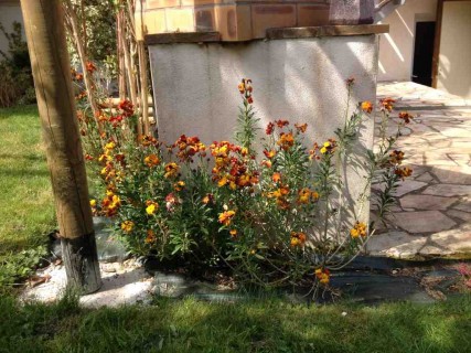 La fleur du mois de Mars et d'Avril