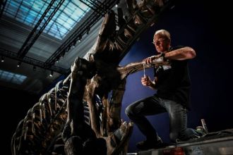 L'un des plus beaux T.Rex au monde va passer l'été au Jardin des Plantes de Paris.