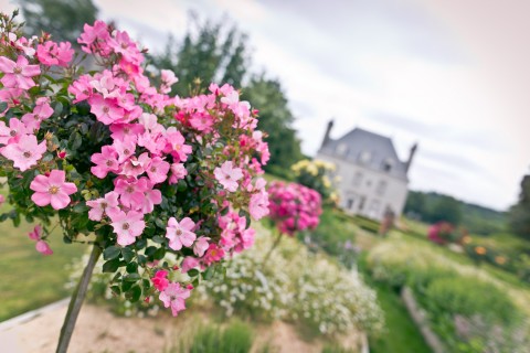 Marché aux plantes, "Baptême de la rose AR DUEN©"