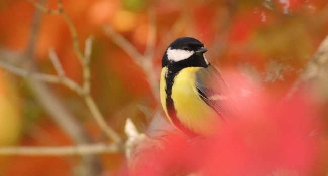 Le Comptage national des oiseaux des jardins, c'est bientôt !