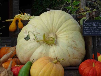 Concours de la plus grosse citrouille