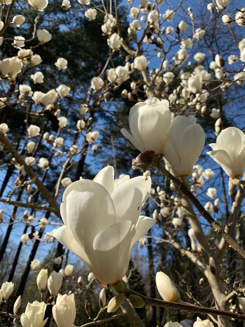 Dimanches Magnolias