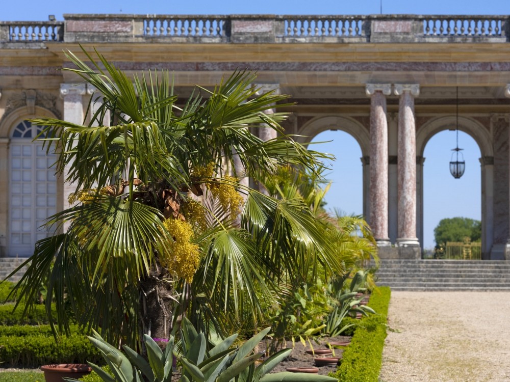 Un jardin inspiré de l'afrique au grand trianon à Versailles !