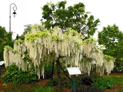 Foire aux arbres