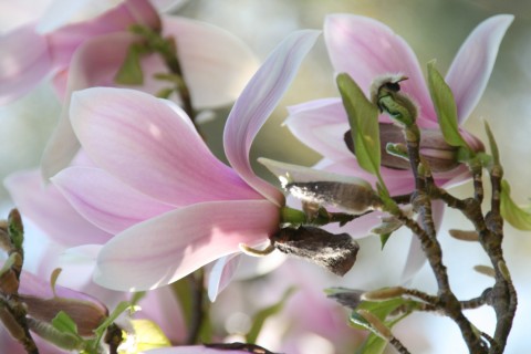 Concours photos "Magnolias"