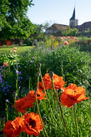 Le dimanche des pavots