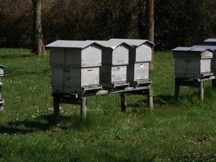 Abeilles et insectes auxiliaires du jardin | Animation Nature Culture