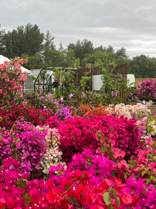 Du 24 au 26 mai 2024, les plantes s’exposent sous toutes leurs formes aux Jardins d’Albertas