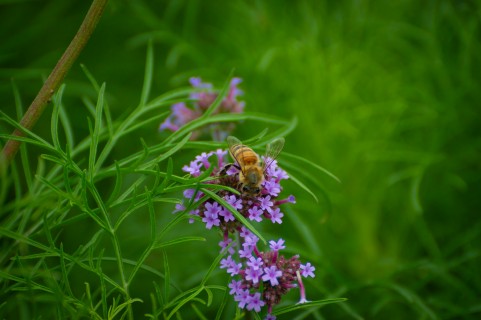 Les abeilles sauvages et les butineurs