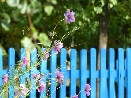 Découverte des plantes et de leurs vertus