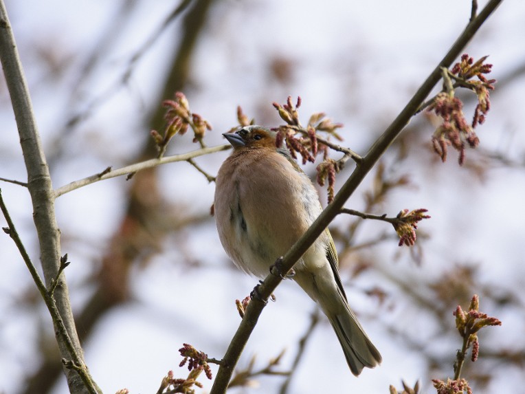 Oiseaux des parcs et jardins