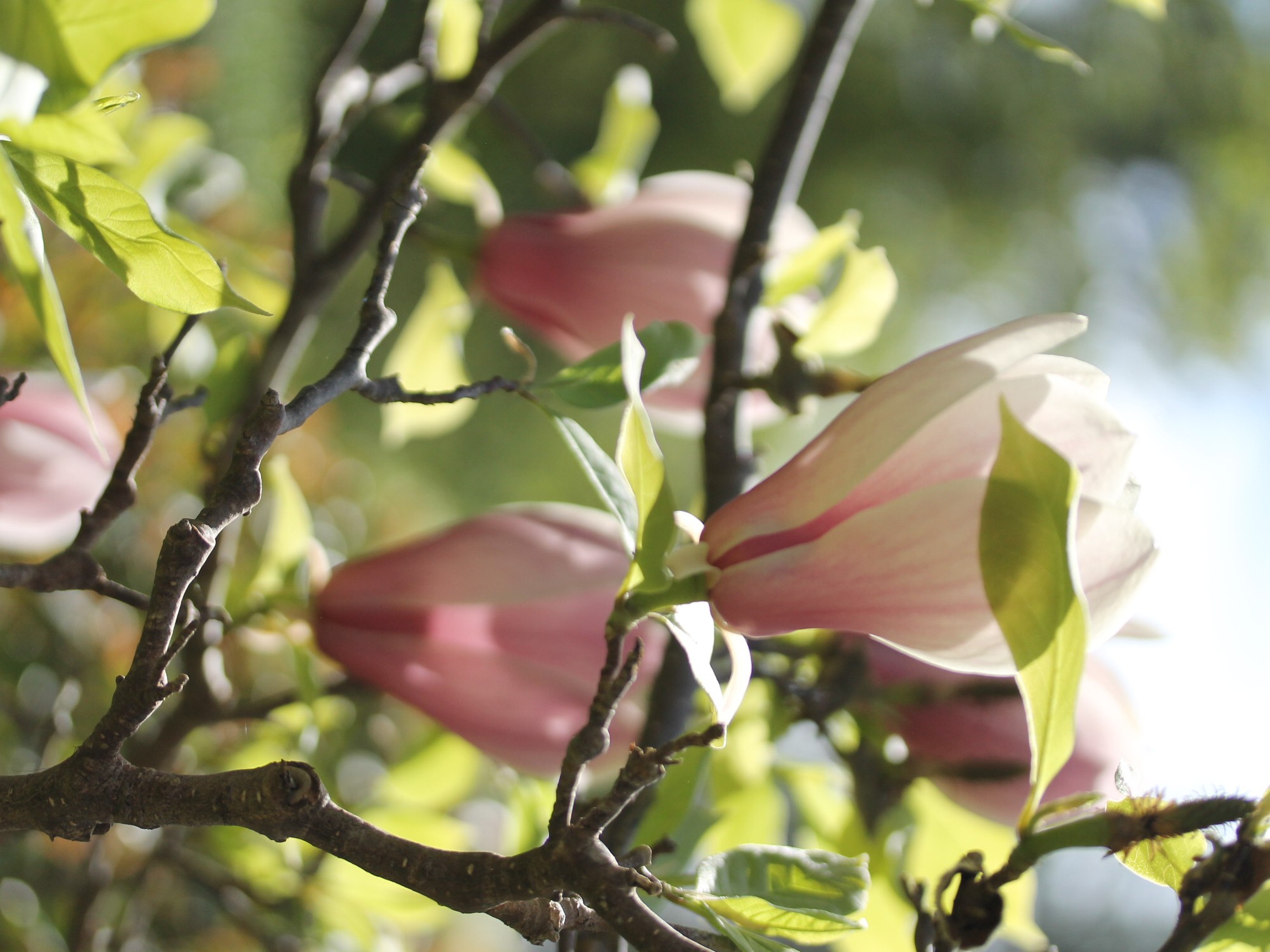 Concours photos Magnolias