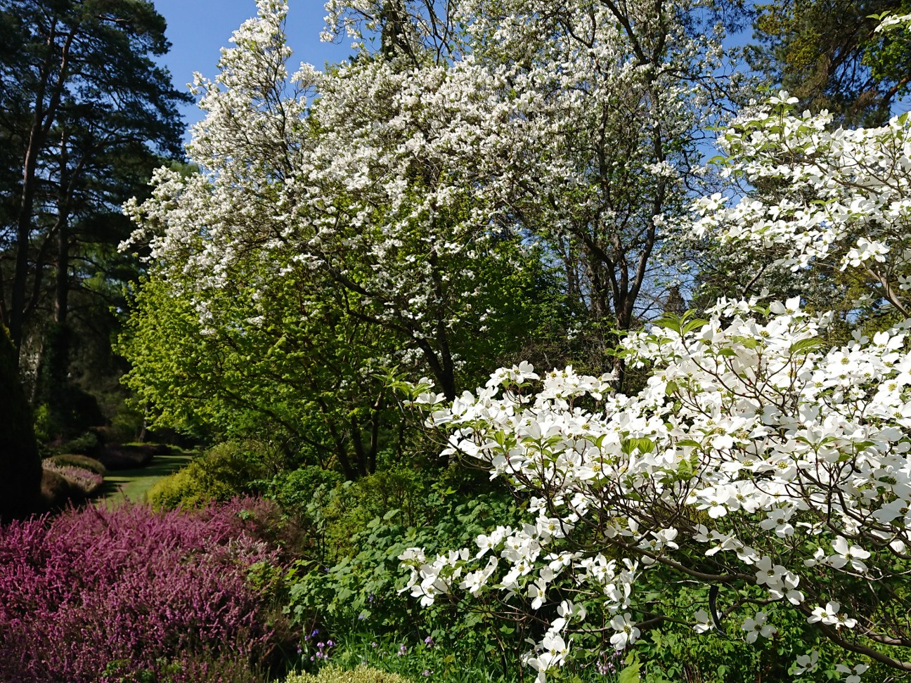 Le printemps florissant