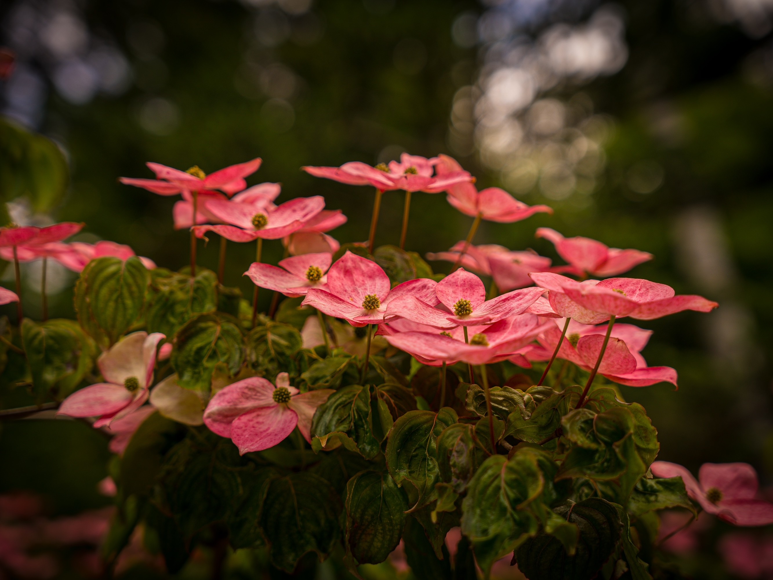 Concours photos Rosa 