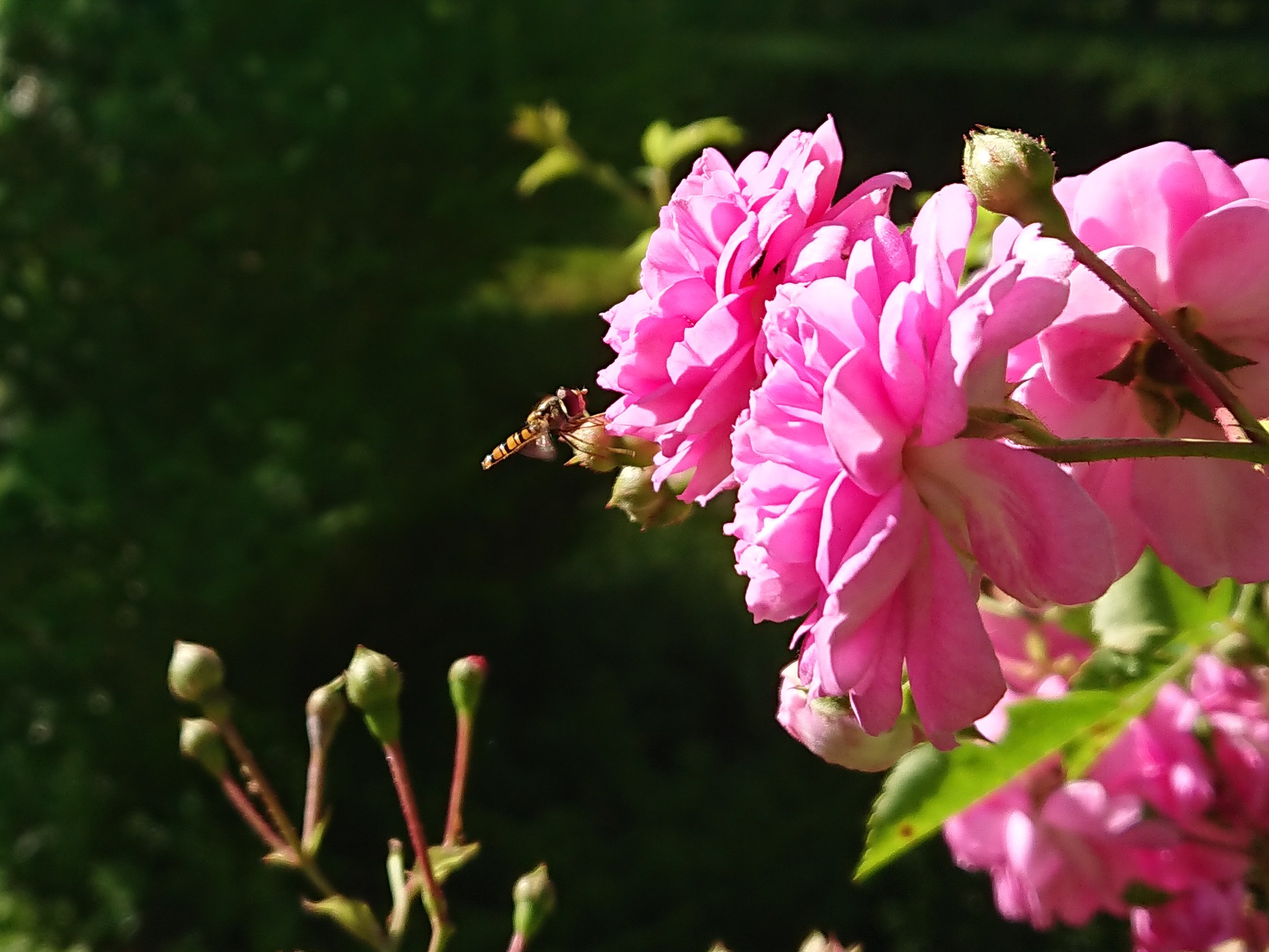 Dimanche des Roses anciennes