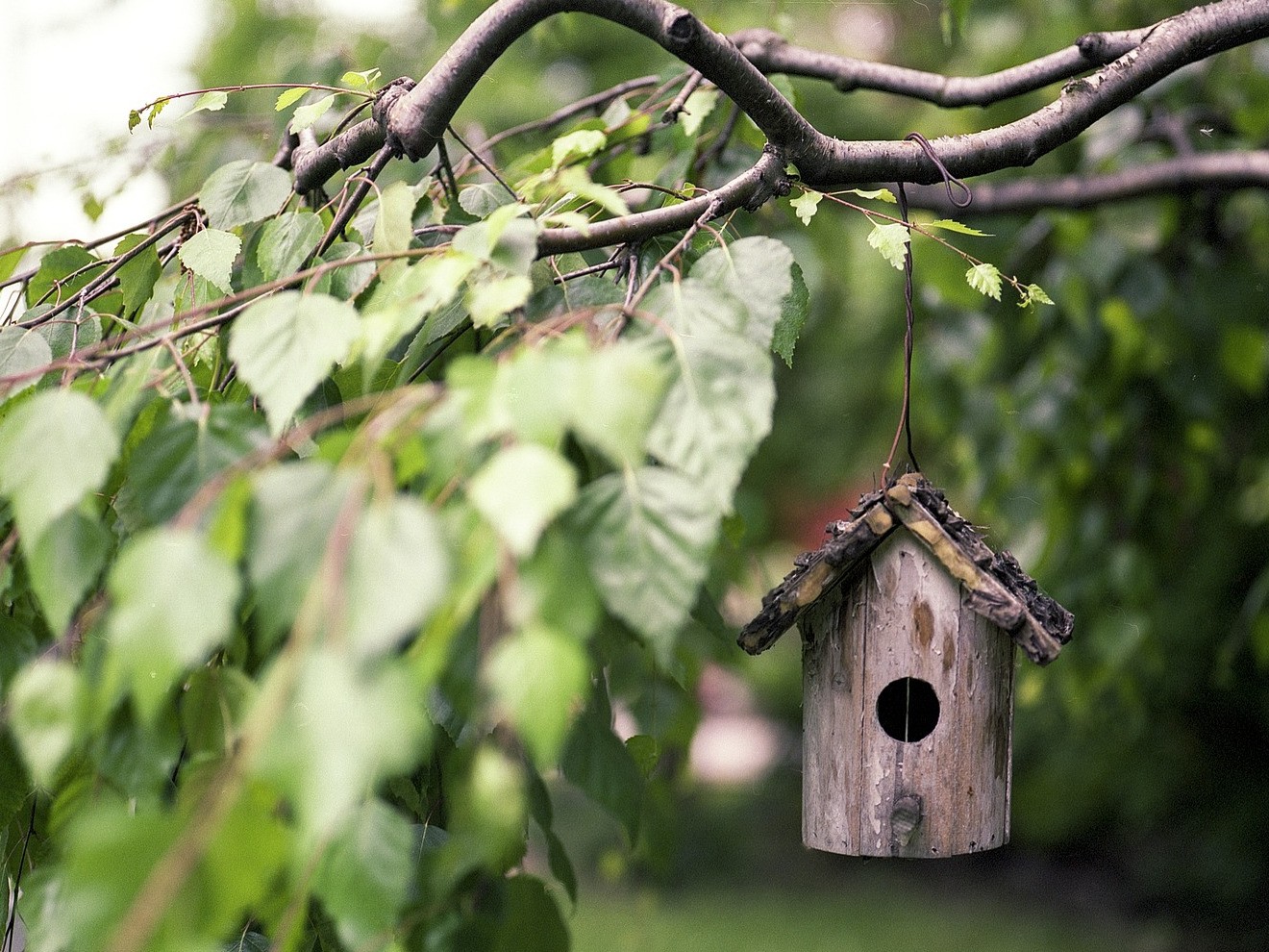 Oiseaux des nichoirs et mangeoires