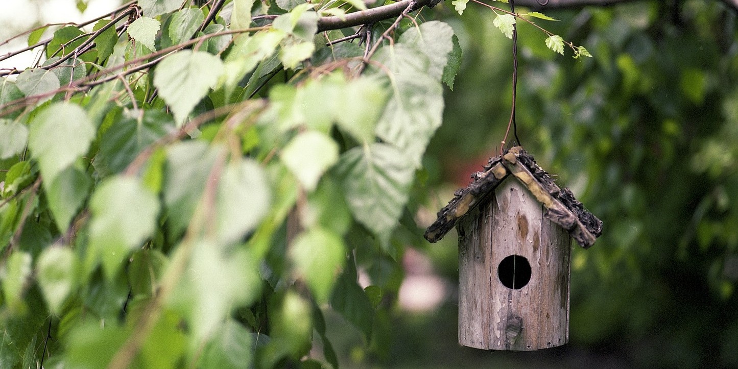 Oiseaux des nichoirs et mangeoires