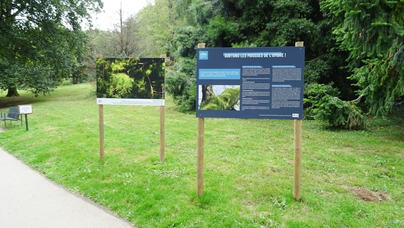 Sortons les mousses de l'ombre