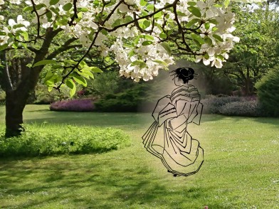 Hanami à l'Arboretum