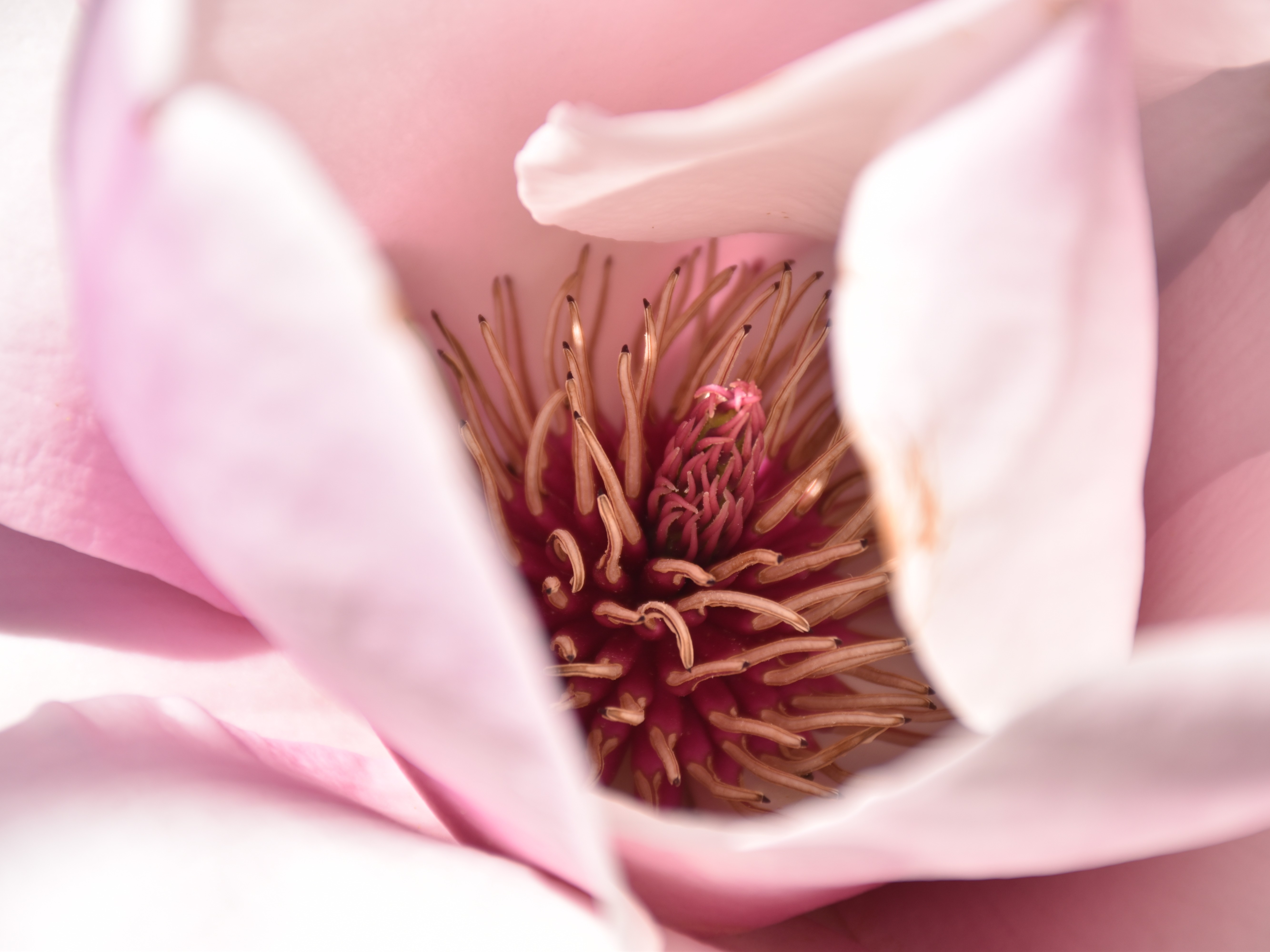 Concours photos "Magnolias"