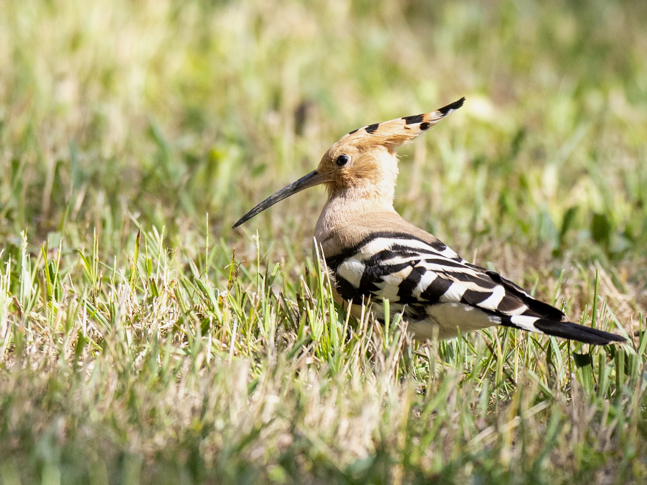 Le Chant des Oiseaux
