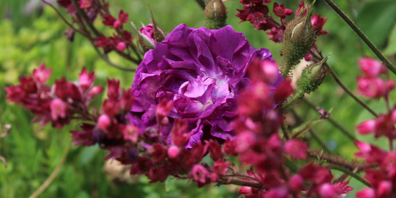 Les Roses anciennes