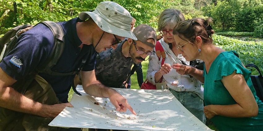 Insectes auxiliaires et pollinisateurs de nos jardins