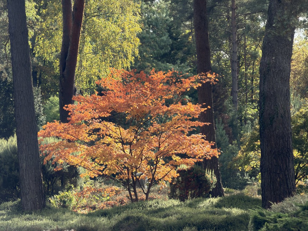 Crépuscules flamboyants